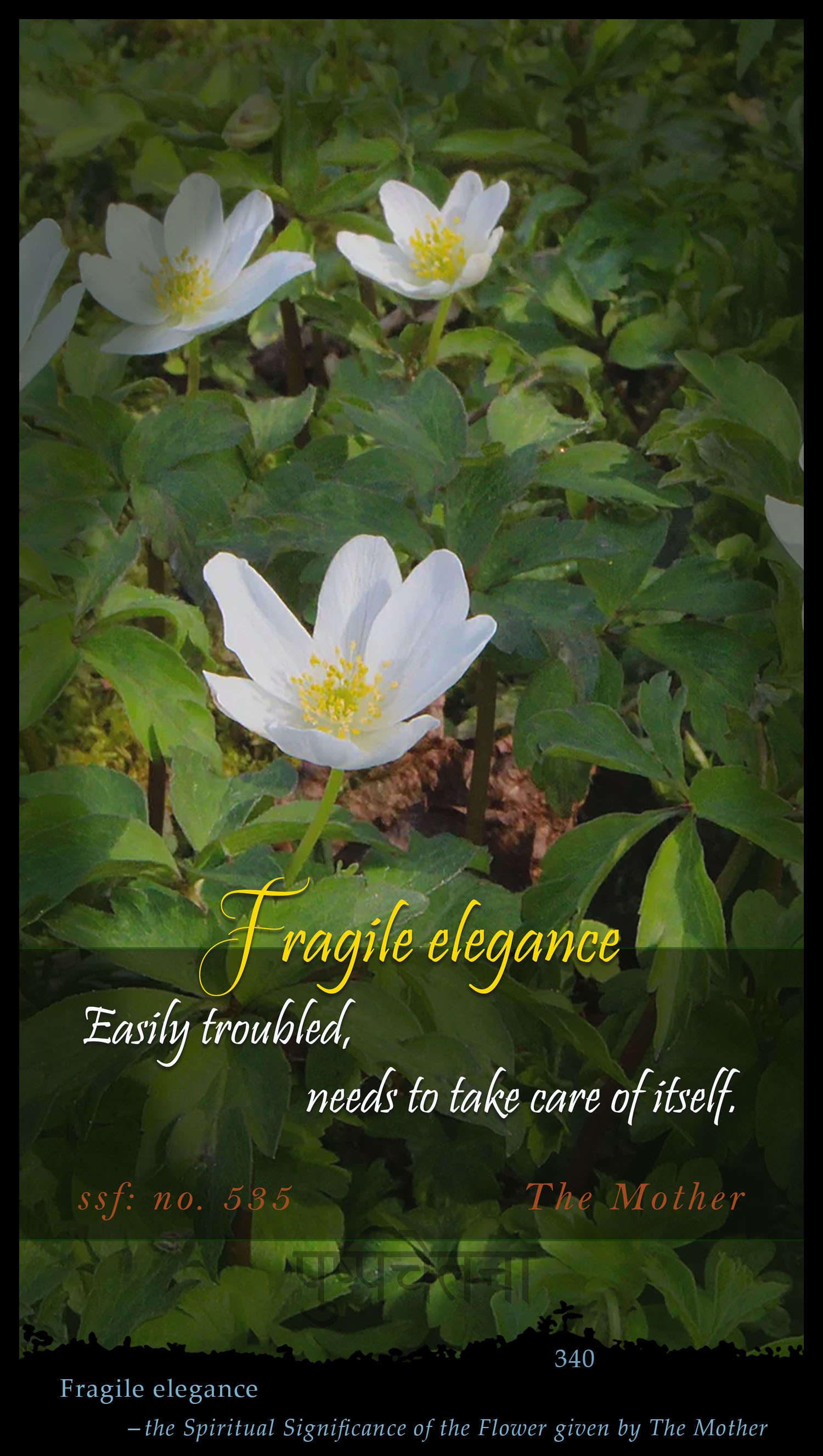 Fragile Elegance